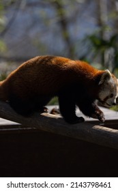 The Red Panda Feeds Mainly On Bamboo And Other Plants. An Extended Wrist Bone That Functions Like A Real Thumb Forms A Sixth Finger.