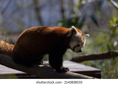 The Red Panda Feeds Mainly On Bamboo And Other Plants. An Extended Wrist Bone That Functions Like A Real Thumb Forms A Sixth Finger.