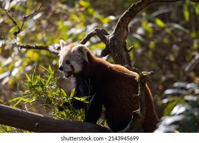 The Red Panda Feeds Mainly On Bamboo And Other Plants. An Extended Wrist Bone That Functions Like A Real Thumb Forms A Sixth Finger.