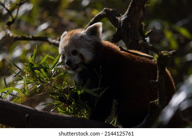 The Red Panda Feeds Mainly On Bamboo And Other Plants. An Extended Wrist Bone That Functions Like A Real Thumb Forms A Sixth Finger.