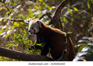 The Red Panda Feeds Mainly On Bamboo And Other Plants. An Extended Wrist Bone That Functions Like A Real Thumb Forms A Sixth Finger.