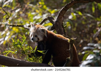 The Red Panda Feeds Mainly On Bamboo And Other Plants. An Extended Wrist Bone That Functions Like A Real Thumb Forms A Sixth Finger.