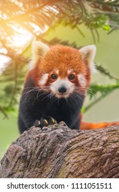 Panda rojo, Firefox o Lesser Panda (Ailurus fulgens)