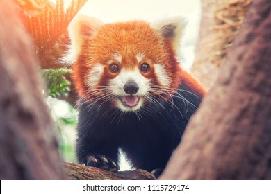 Red Panda, Firefox or Lesser Panda (Ailurus fulgens) on the tree - Powered by Shutterstock