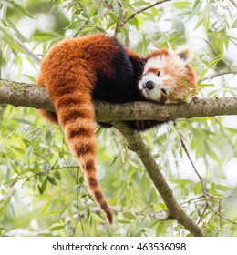 Red Panda, Firefox or Lesser Panda (Ailurus fulgens) resting in a tree