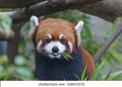 Red Panda, Firefox or Lesser Panda (Ailurus fulgens) - Shutterstock ID 626915576