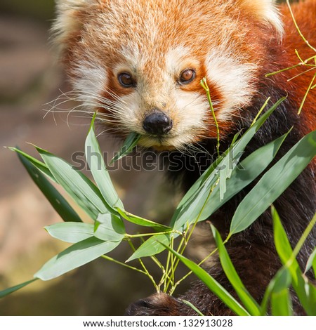 The Red Panda, Firefox or Lesser Panda (Ailurus fulgens)