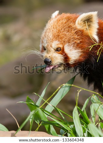 The Red Panda, Firefox or Lesser Panda (Ailurus fulgens)