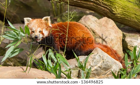 The Red Panda, Firefox or Lesser Panda (Ailurus fulgens)