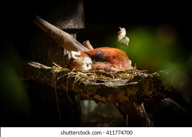 Red Panda Or Firefox Is Resting And Sleeping In A Nest In Animal Friendly ZOO