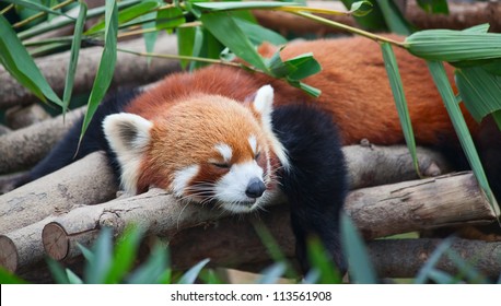 Panda Roux Images Stock Photos Vectors Shutterstock