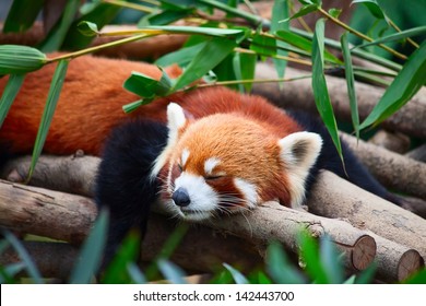 1,149 Fox red panda Images, Stock Photos & Vectors | Shutterstock