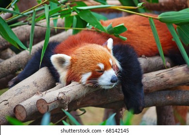 Red panda (firefox) sleeping on the tree