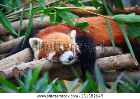 Red panda (firefox) sleeping on the tree