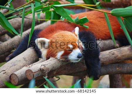 Red panda (firefox) sleeping on the tree