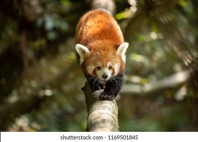 Red panda in the forest - Shutterstock ID 1169501845
