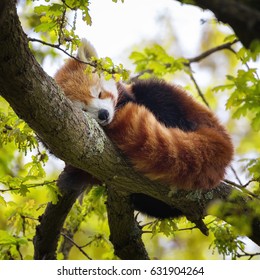 Red panda, also known as the lesser panda, firefox or cat-bear, sleeping in the branches of a tree. This creature is indigenous to the Himalayas and China.  - Shutterstock ID 631904264