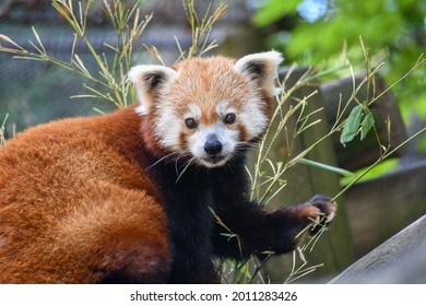 Red Panda In The Knoxville Zoo In Tennessee