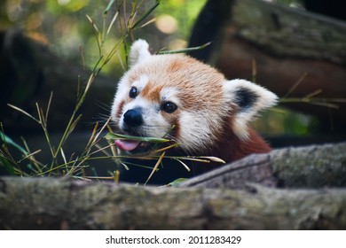 Red Panda In The Knoxville Zoo In Tennessee