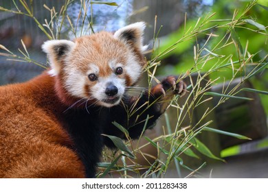 Red Panda In The Knoxville Zoo In Tennessee