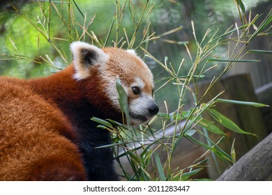 Red Panda In The Knoxville Zoo In Tennessee