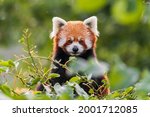 The red panda is larger than a domestic cat with a bear-like body and thick russet fur. The belly and limbs are black, and there are white markings on the side of the head and above its small eyes.