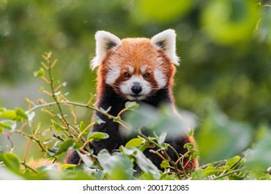 The red panda is larger than a domestic cat with a bear-like body and thick russet fur. The belly and limbs are black, and there are white markings on the side of the head and above its small eyes. - Shutterstock ID 2001712085