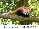 Red panda or lesser panda (ailurus fulgens) in a tree. Red pandas are endangered animals