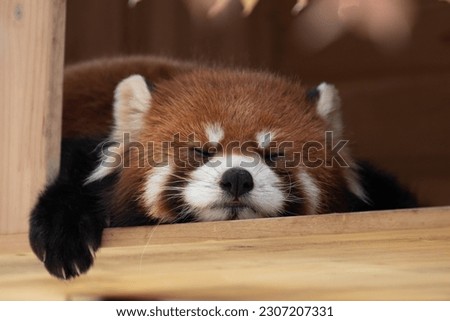 Red panda, lesser panda is sleeping on the tree