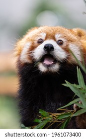The red panda lives in the mountains from southwest China to the Himalayas. - Shutterstock ID 1961073400