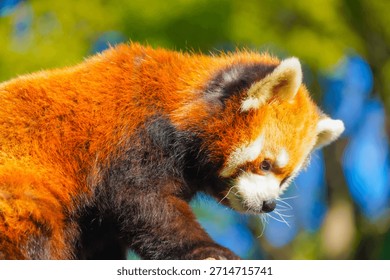 Red panda looking down from a branch