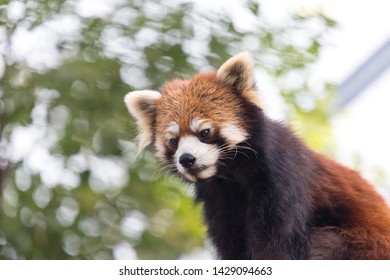 Red panda looking down from a tree.