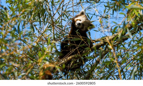 Red Panda Looking Down from a Tree