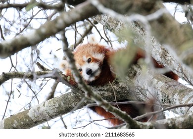 Red panda is looking at my camera - Shutterstock ID 2111683565