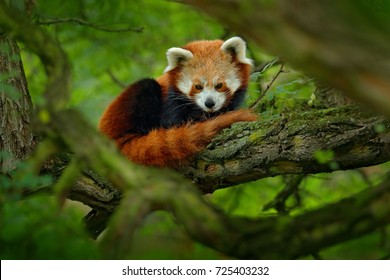 Red panda lying on the tree with green leaves. Cute panda bear in forest habitat. Wildlife scene in nature, Chengdu, Sichuan, China. - Shutterstock ID 725403232
