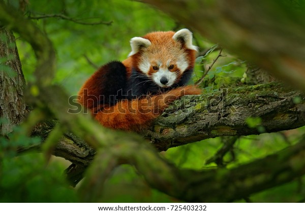 Red panda lying on the tree with green leaves.\
Cute panda bear in forest habitat. Wildlife scene in nature,\
Chengdu, Sichuan, China.