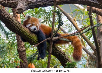 a red panda is lying on the trunk. 
It is a mammal native to the eastern Himalayas and southwestern China
The red panda has reddish-brown fur, a long, shaggy tail, and a waddling gait  - Powered by Shutterstock