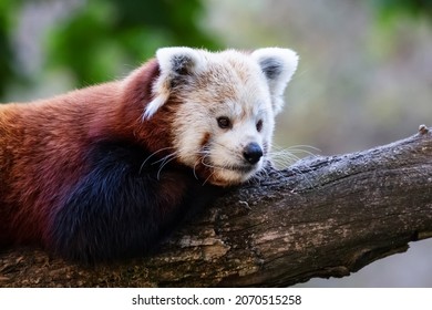 Red panda. Mammal and mammals. Land world and fauna. Wildlife and zoology. Nature and animal photography. - Shutterstock ID 2070515258