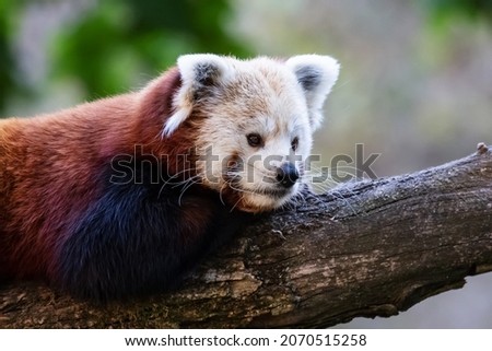 Red panda. Mammal and mammals. Land world and fauna. Wildlife and zoology. Nature and animal photography.