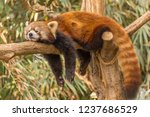 The red panda is a mammal native to the eastern Himalayas and southwestern China.  The wild population is estimated at fewer than 10,000 mature individuals and continues to decline due to habitat loss