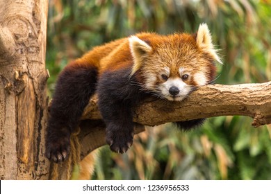 The red panda is a mammal native to the eastern Himalayas and southwestern China.  The wild population is estimated at fewer than 10,000 mature individuals and continues to decline due to habitat loss