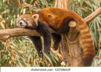 The red panda is a mammal native to the eastern Himalayas and southwestern China.  The wild population is estimated at fewer than 10,000 mature individuals and continues to decline due to habitat loss - Powered by Shutterstock