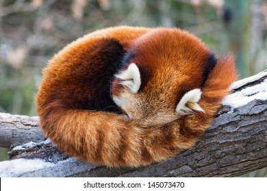 Red Panda napping