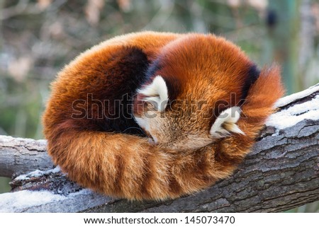 Red Panda napping