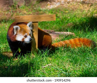 A Red Panda At The Oklahoma City Zoo. 