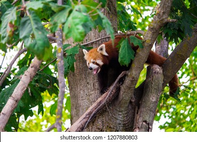 Red panda on a tree inside a zoo with his tongue sticking out