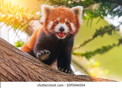 Red panda on a tree on a sunny day - Shutterstock ID 1095044354