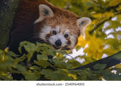 A red panda peeking through lush green foliage in a forest setting, showcasing its distinctive reddish-brown fur and playful expression. - Powered by Shutterstock