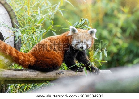 Red panda perched on a log surrounded by lush green bamboo leaves in a natural habitat setting.