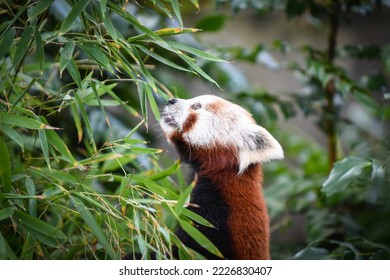 red panda playing and eating on the trees - Shutterstock ID 2226830407